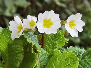 Primula x juliae 'Sneeuwwitje'